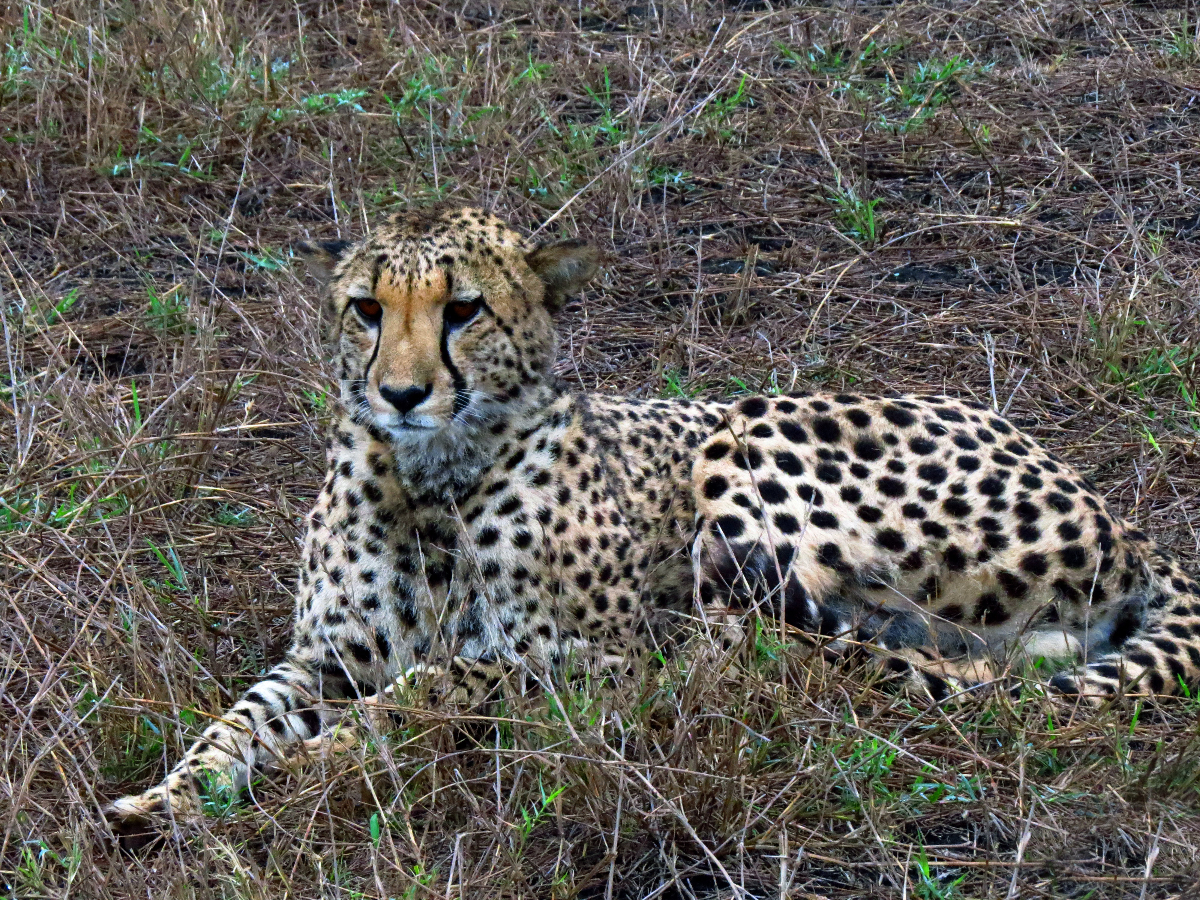 Suedafrika 2016 68 Gepard Mkuze Falls (11).JPG
